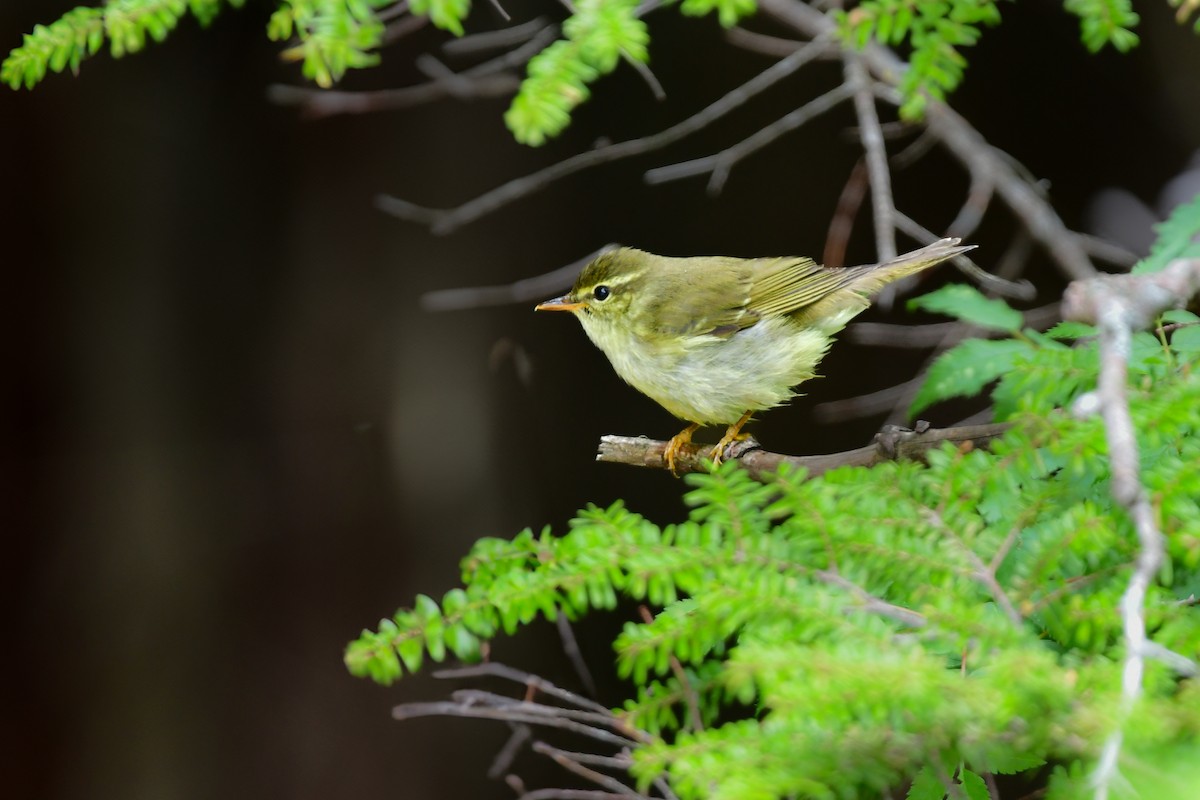 honshusanger - ML644740467