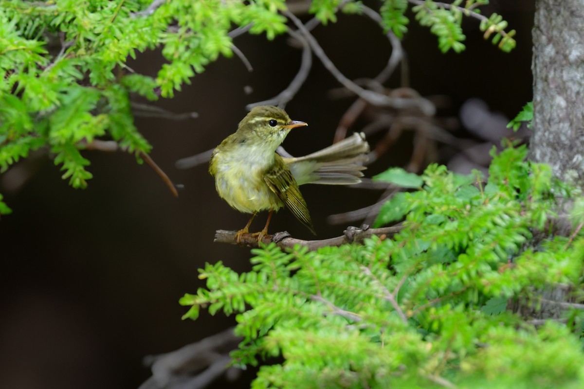 honshusanger - ML644740468