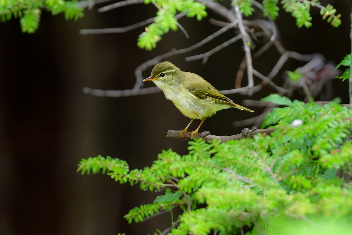 honshusanger - ML644740469