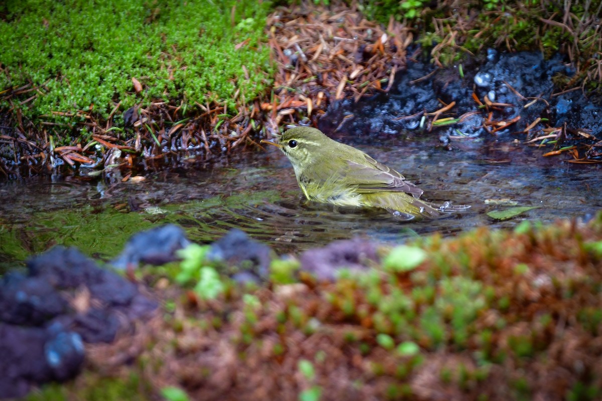 honshusanger - ML644740470