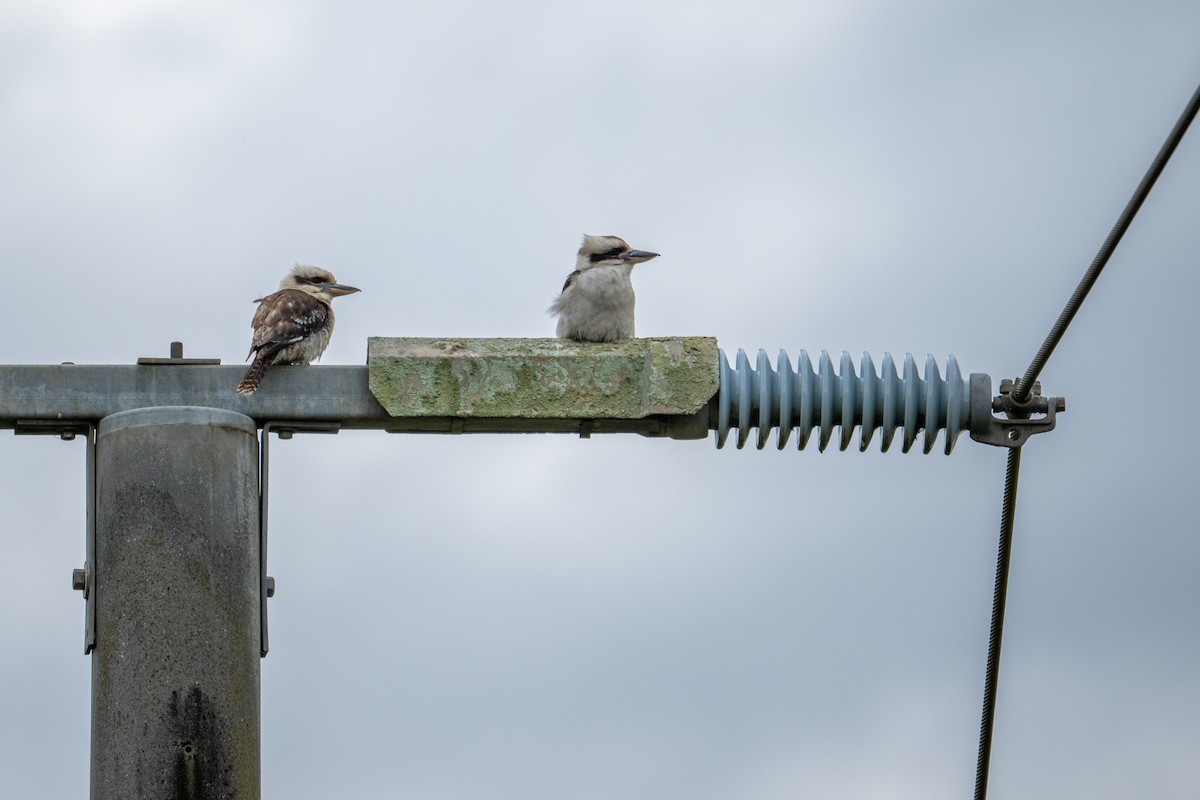 Laughing Kookaburra - ML644740494