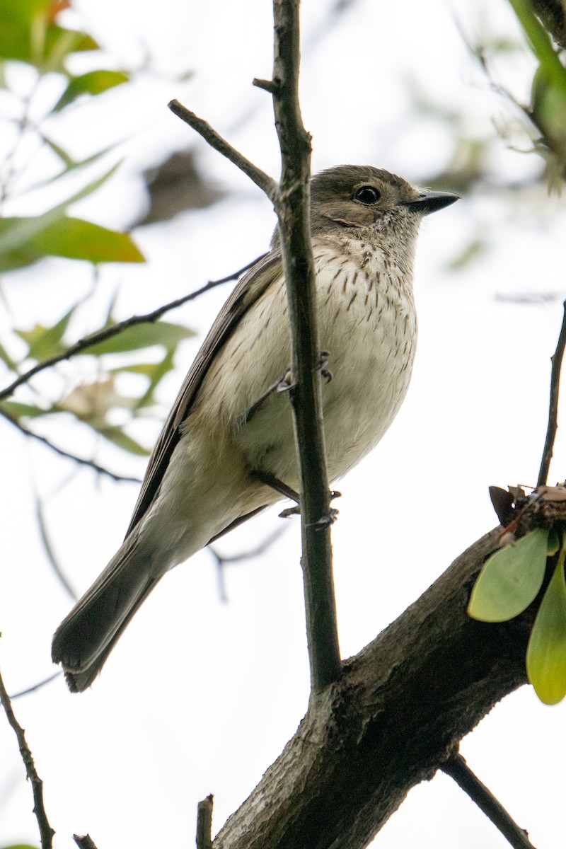 Rufous Whistler - ML644740501