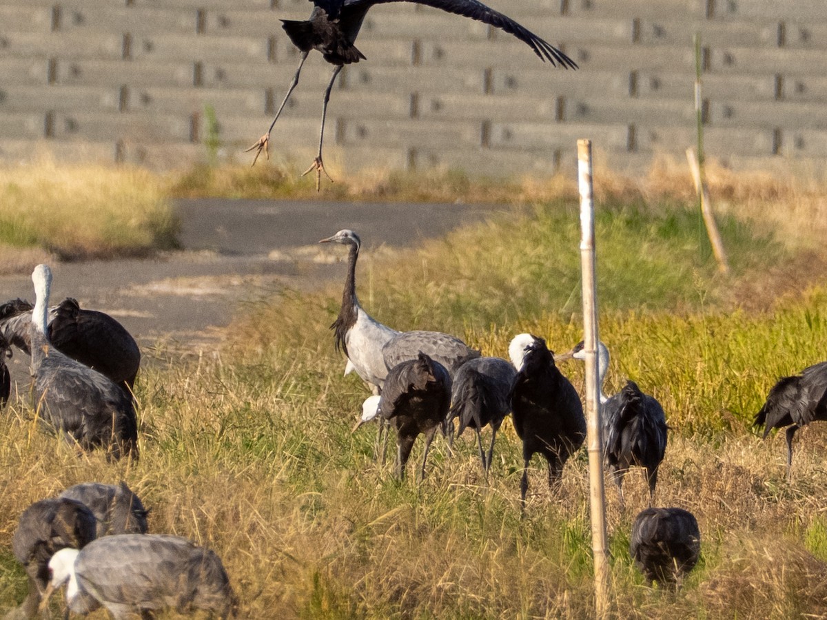 jeřáb panenský - ML644740502