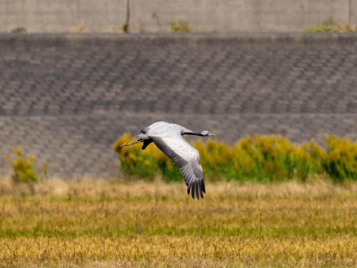 jeřáb panenský - ML644740503