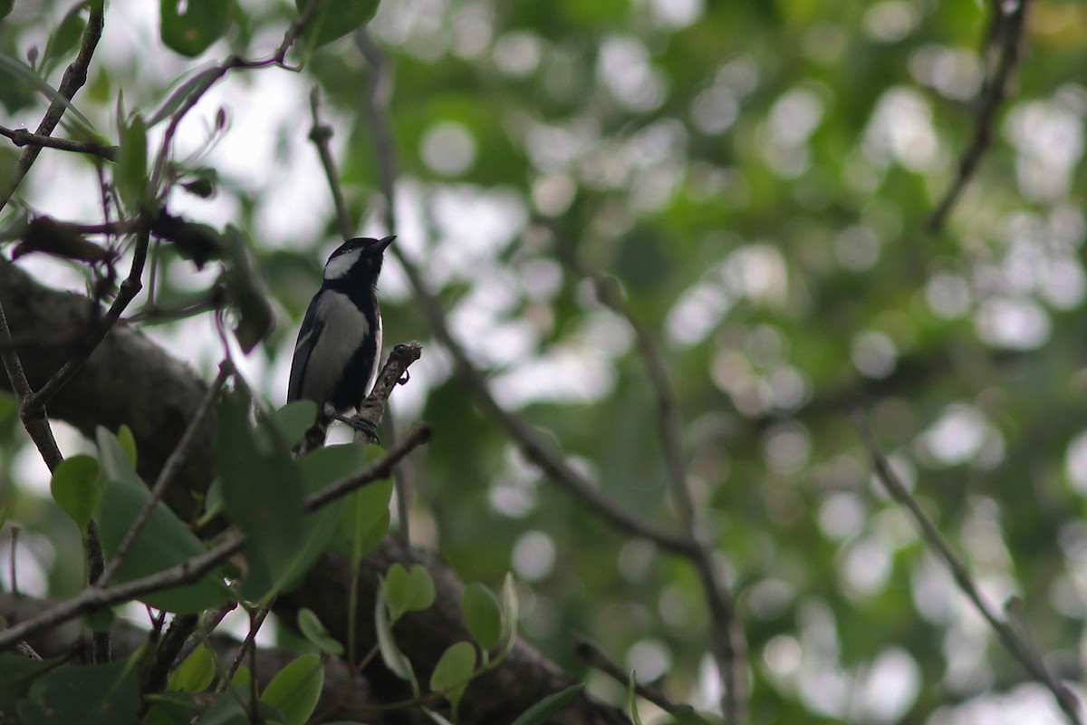 Asian Tit (Cinereous) - ML644740504
