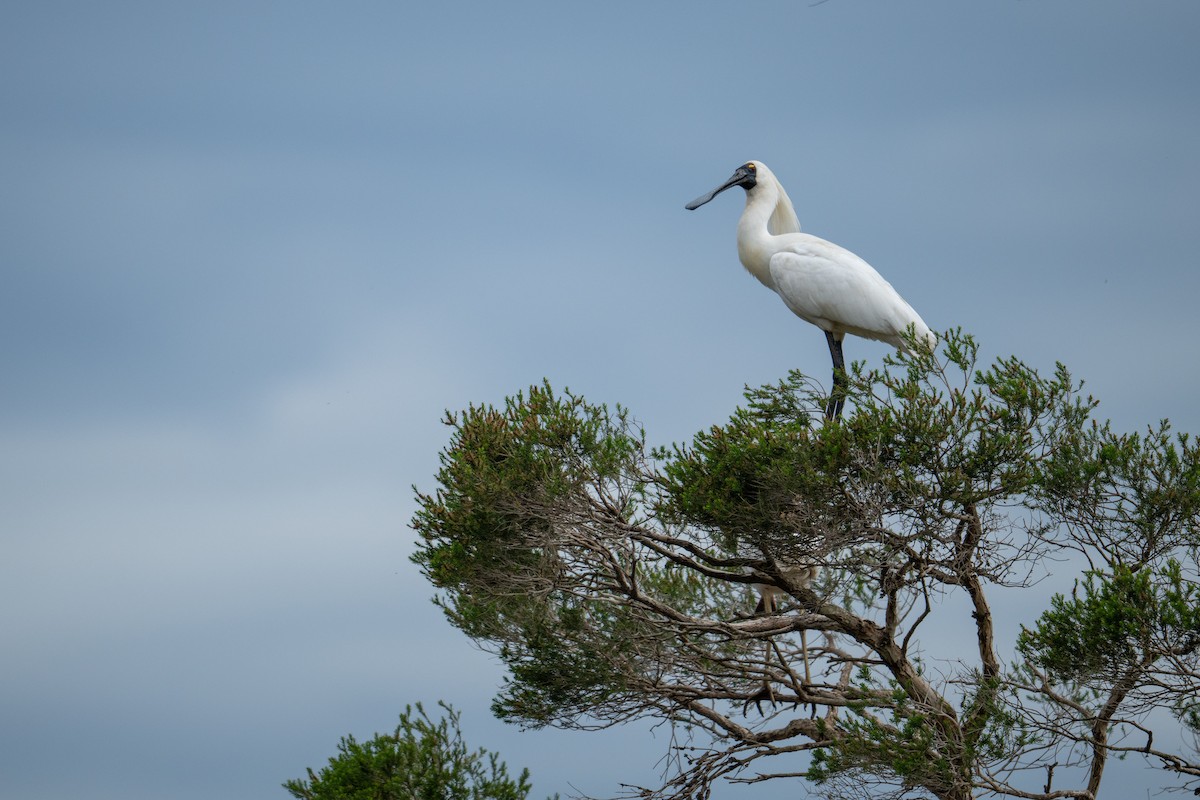 Royal Spoonbill - ML644740505