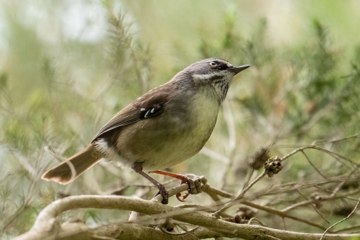 White-browed Scrubwren - ML644740506