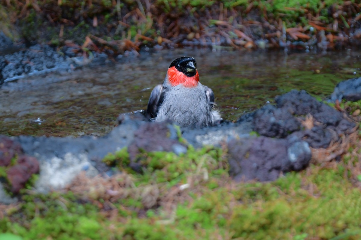 Eurasian Bullfinch - ML644740507