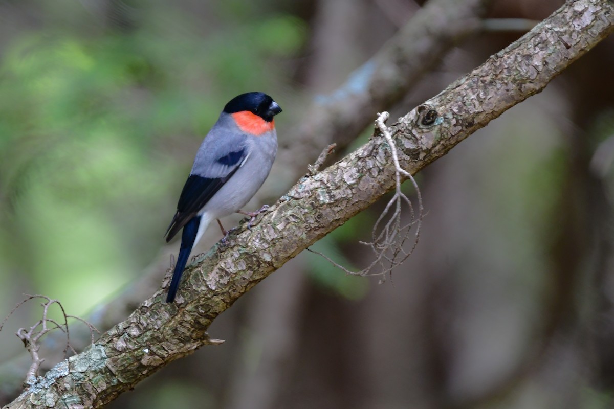 Eurasian Bullfinch - ML644740508