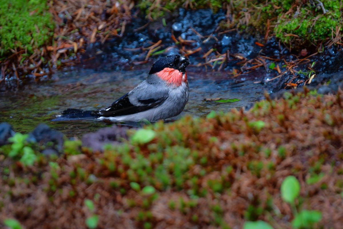 Eurasian Bullfinch - ML644740509