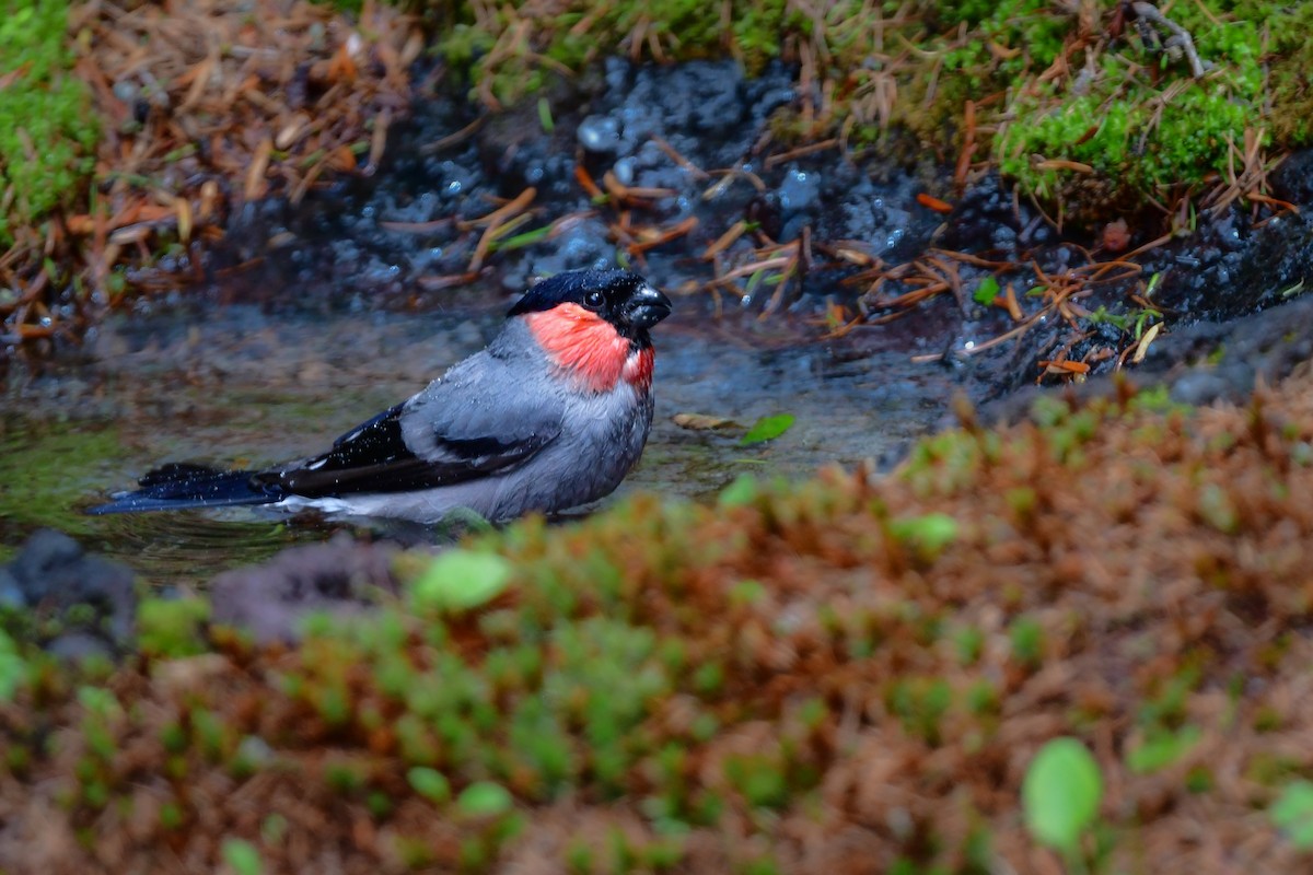Eurasian Bullfinch - ML644740510