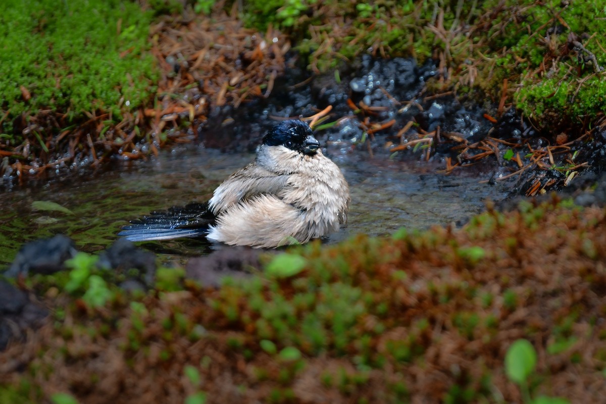 Eurasian Bullfinch - ML644740511