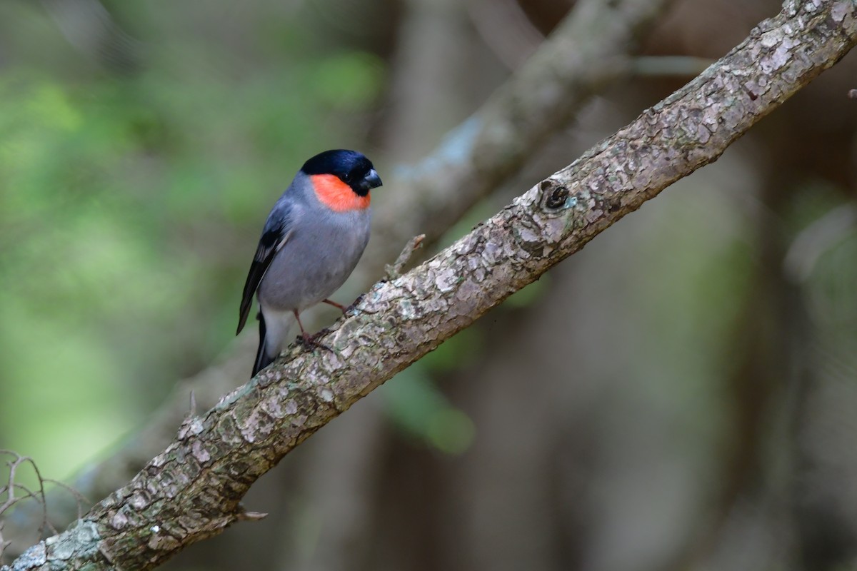 Eurasian Bullfinch - ML644740512