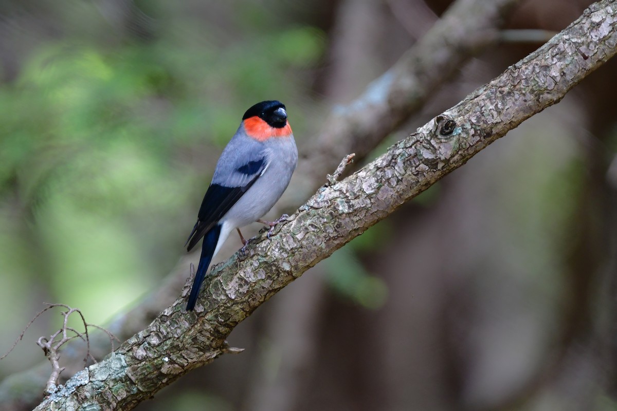 Eurasian Bullfinch - ML644740513