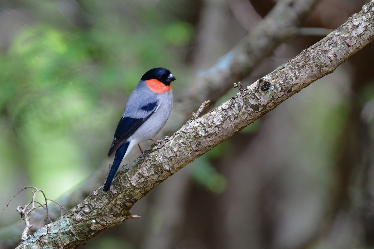 Eurasian Bullfinch - ML644740514