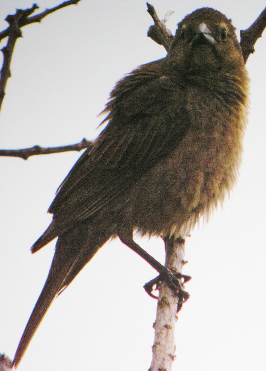 Olive-gray Saltator - ML644740515