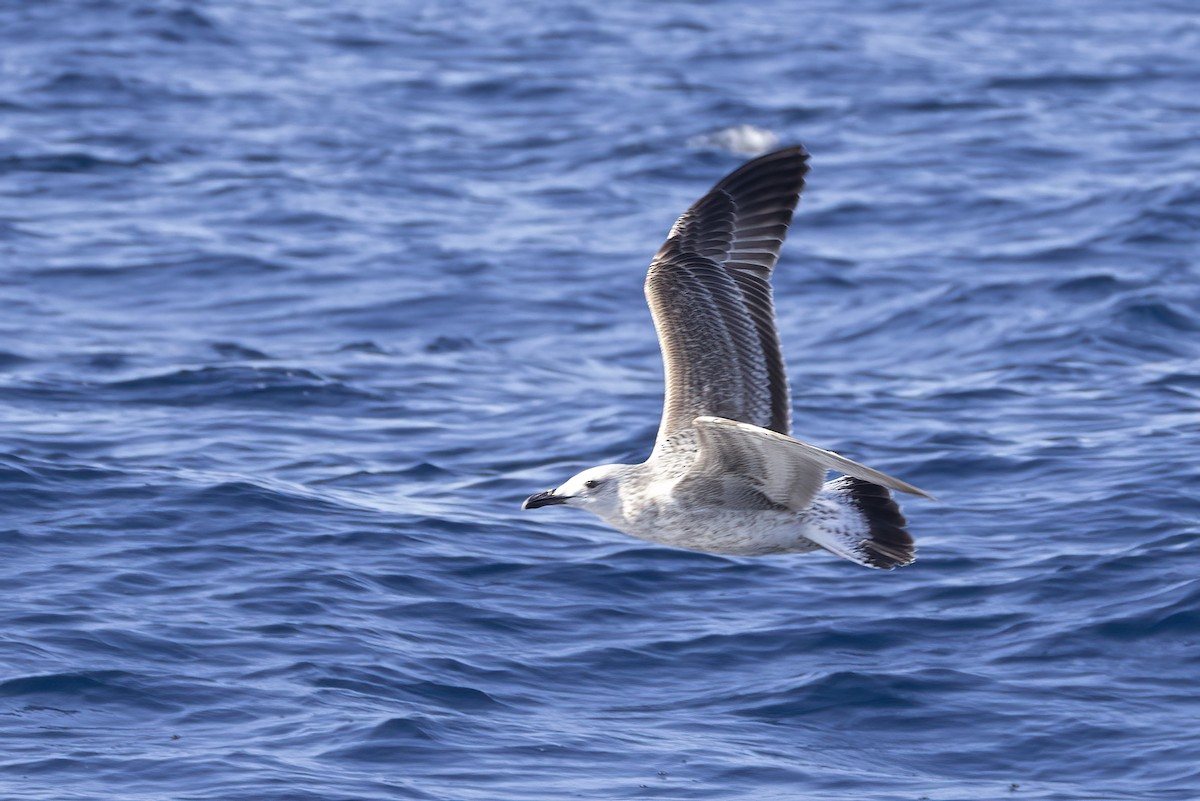 Caspian Gull - ML644740517