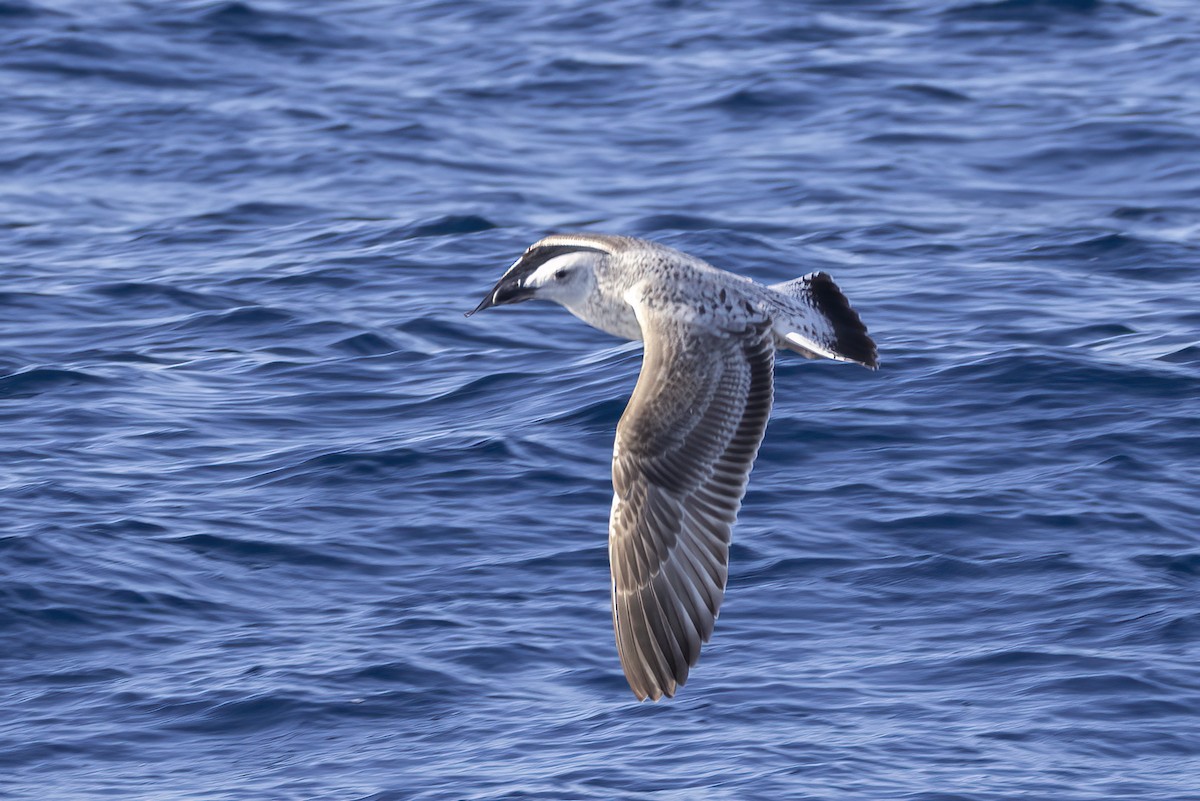 Caspian Gull - ML644740518