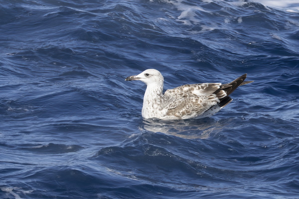Caspian Gull - ML644740519