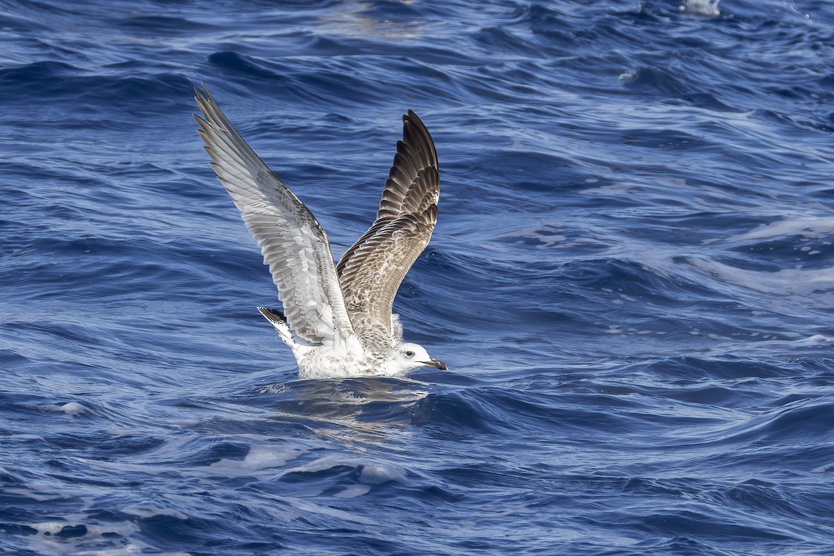 Caspian Gull - ML644740520