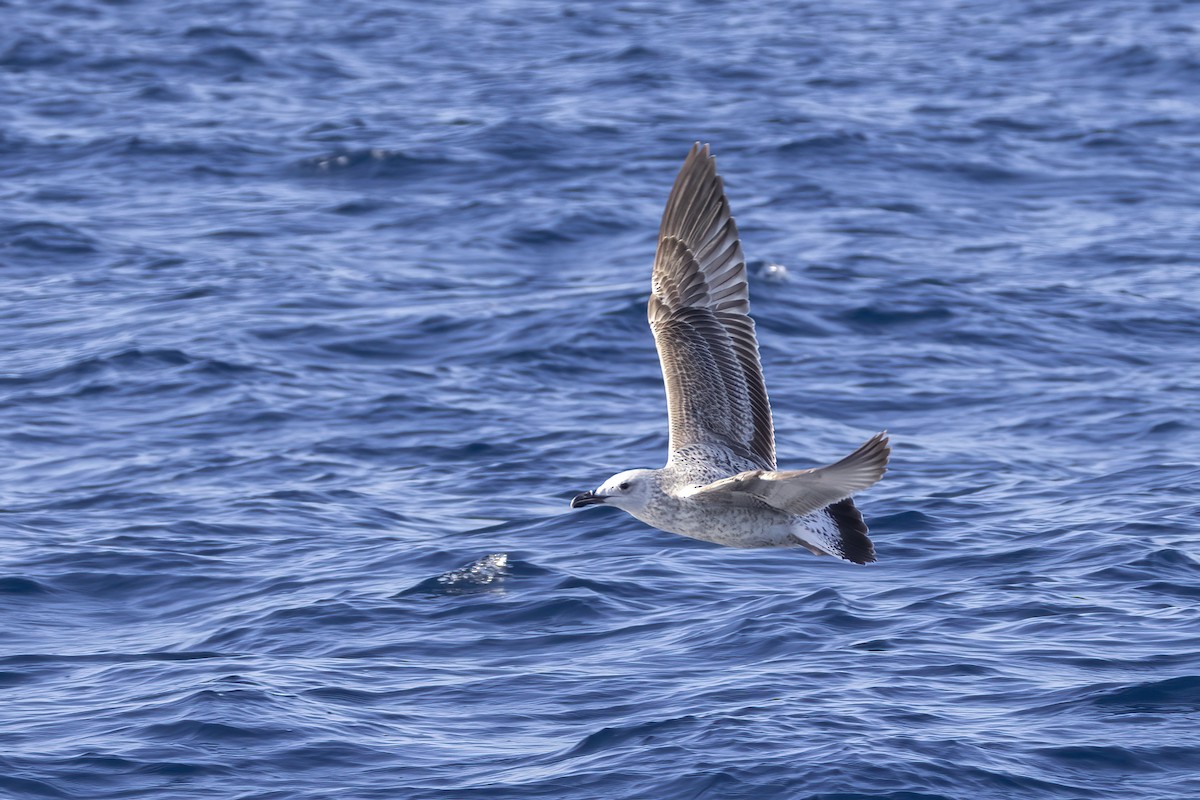 Caspian Gull - ML644740521