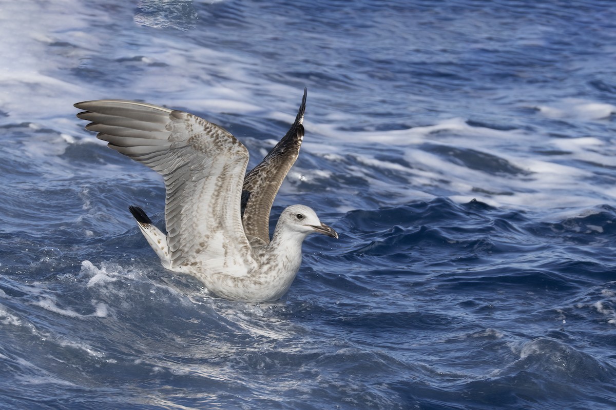 Caspian Gull - ML644740522