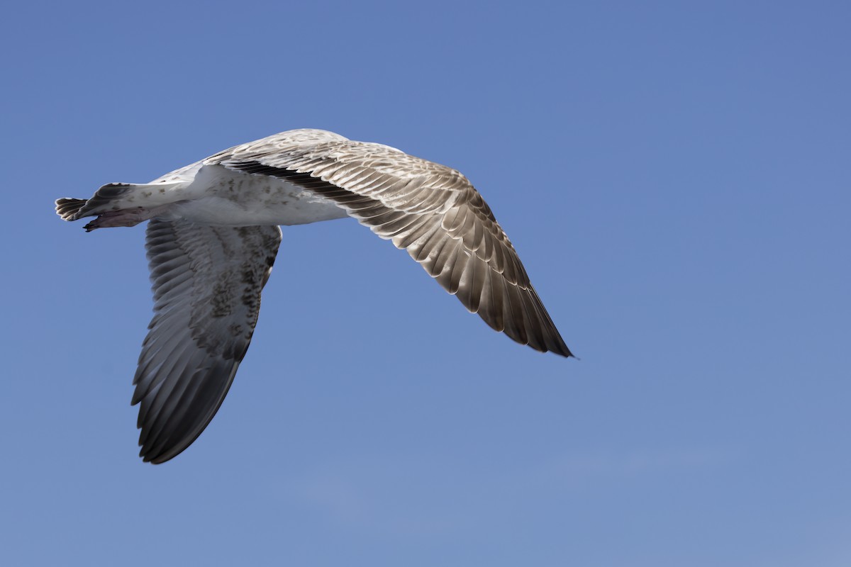 Caspian Gull - ML644740523
