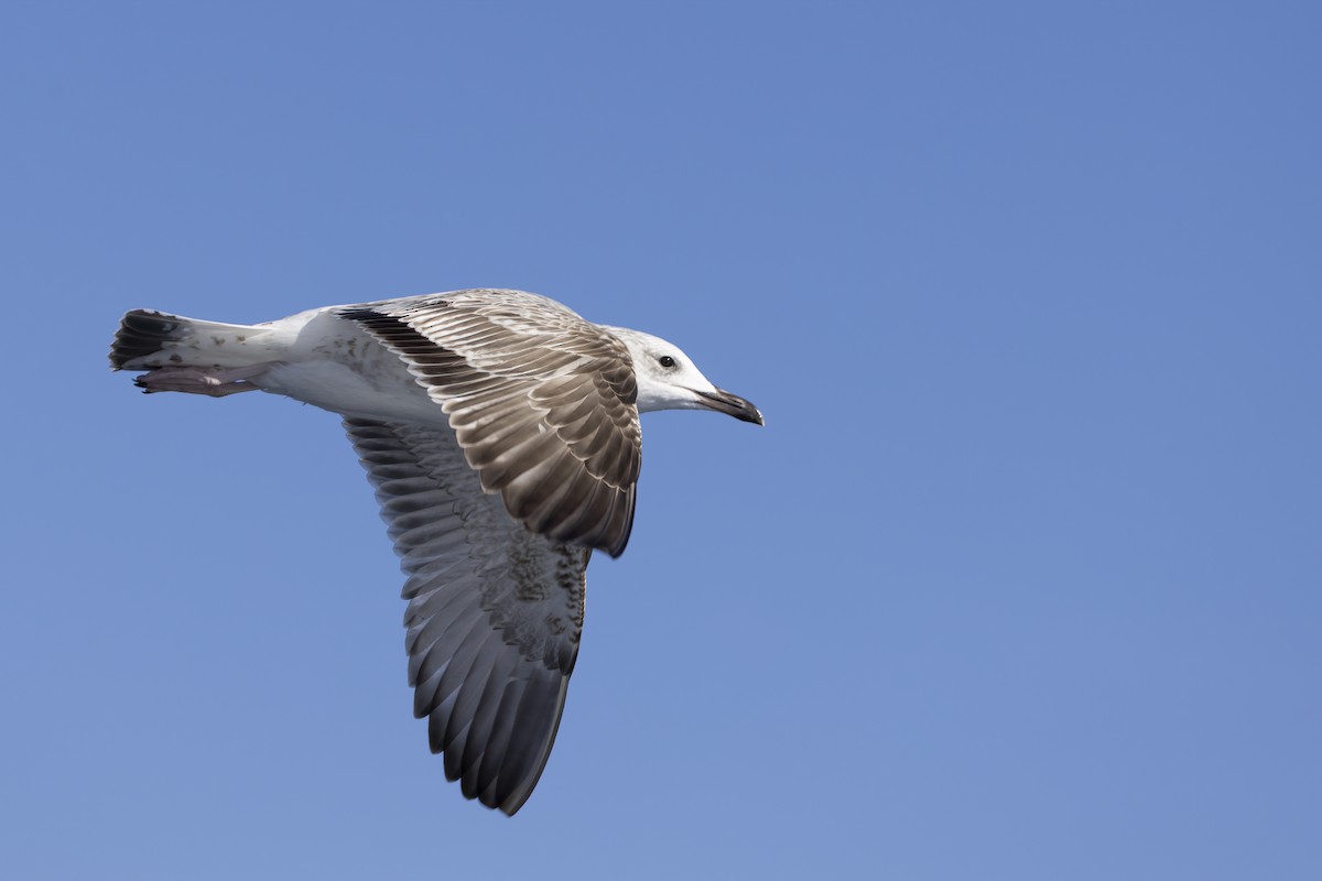 Caspian Gull - ML644740524