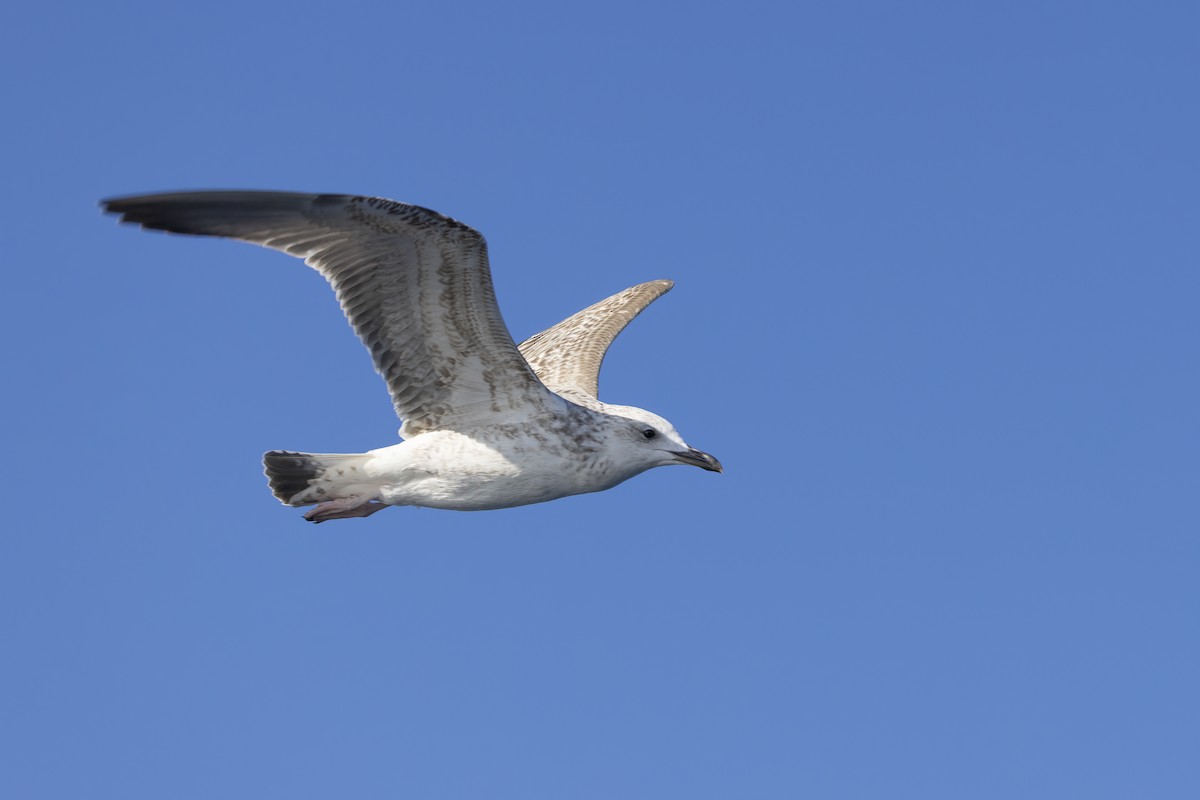 Caspian Gull - ML644740525