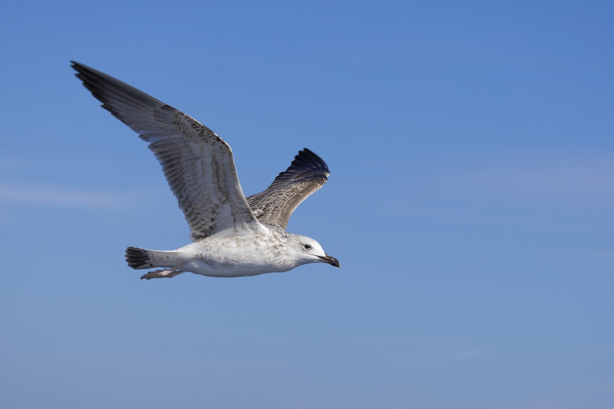 Caspian Gull - ML644740527