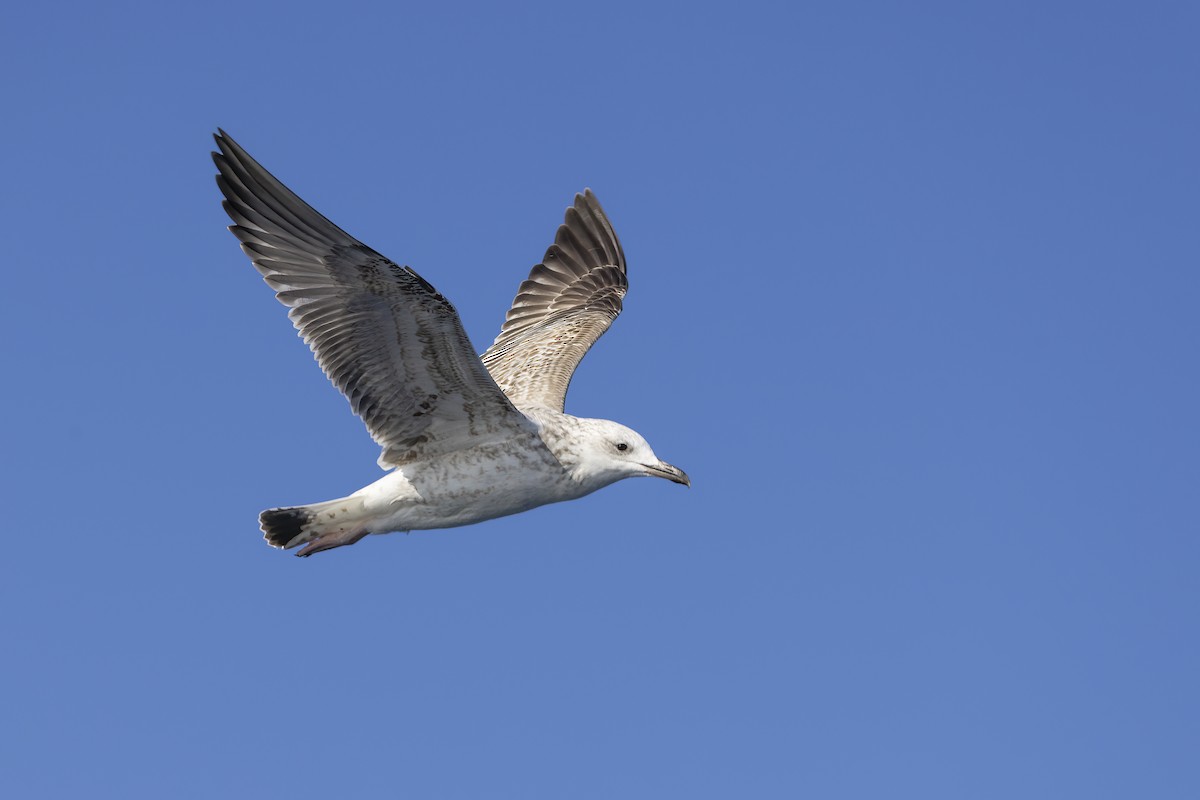 Caspian Gull - ML644740528
