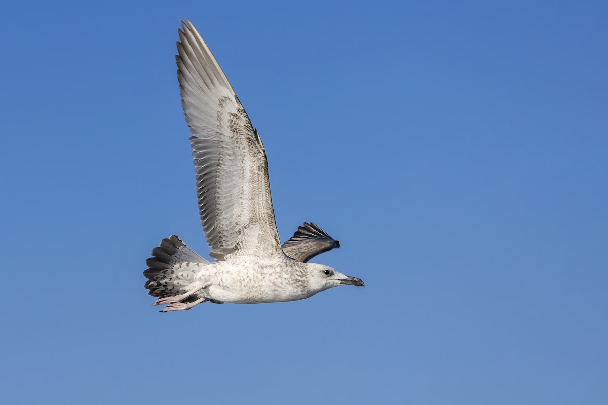 Caspian Gull - ML644740529