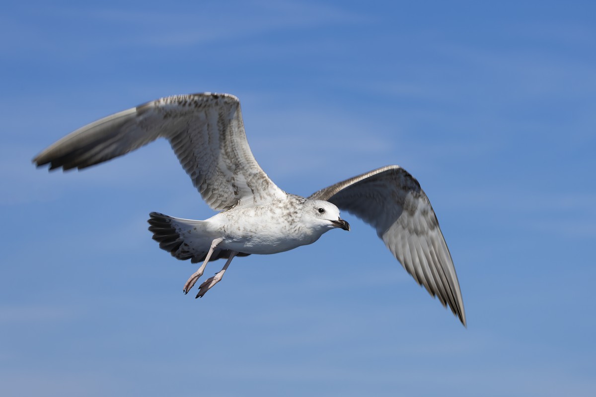 Caspian Gull - ML644740530