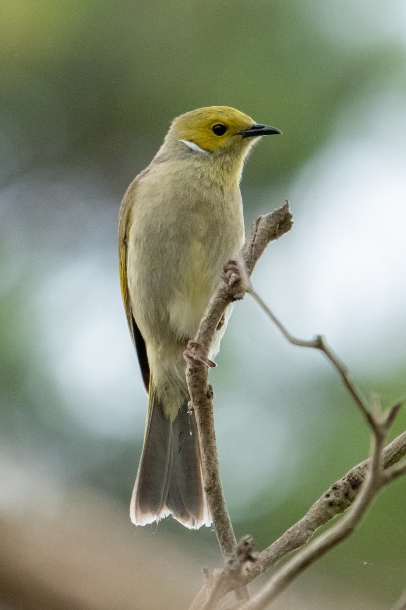 White-plumed Honeyeater - ML644740531