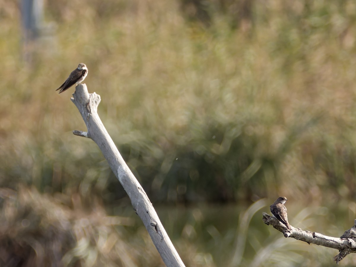 Uhalde-enara arrunta - ML644740545