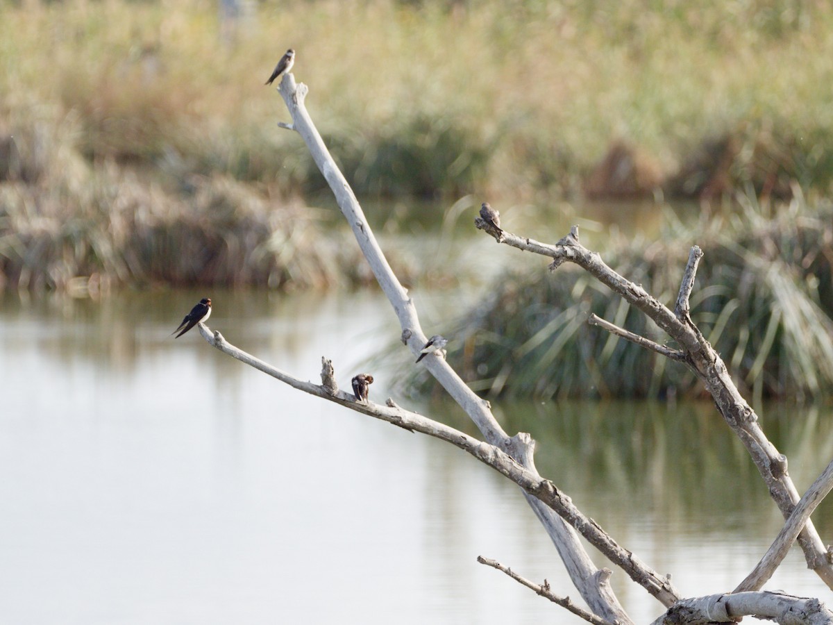 Uhalde-enara arrunta - ML644740546