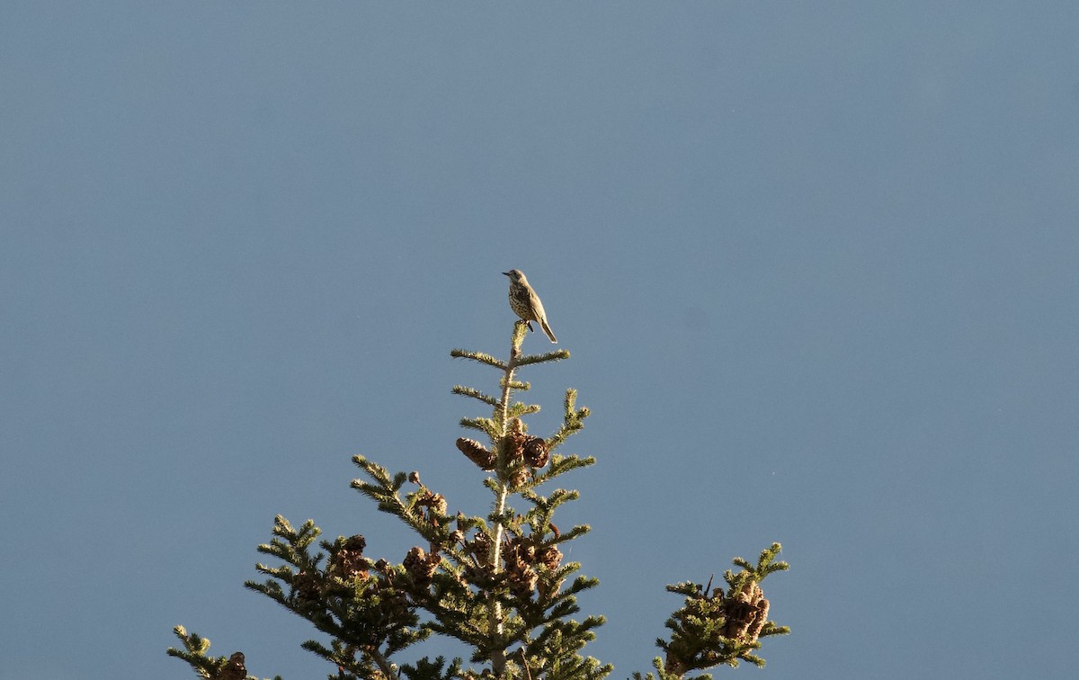 Grive draine - ML644740581