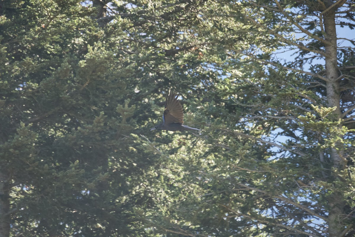 Common Raven - ML644740593