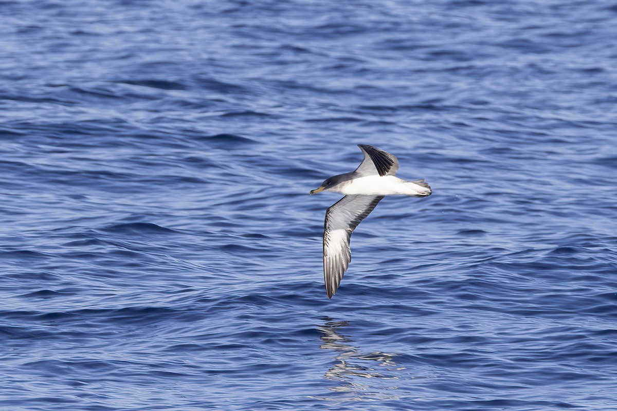 Cory's Shearwater - ML644740604