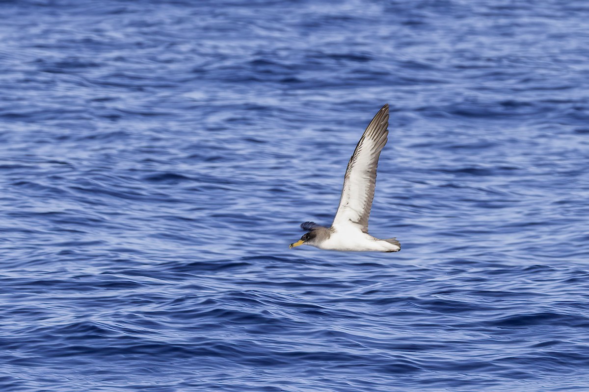 Cory's Shearwater - ML644740605
