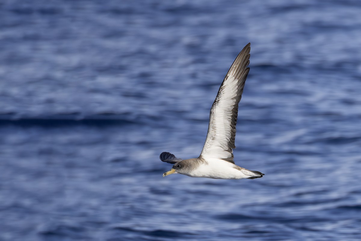 Cory's Shearwater - ML644740606