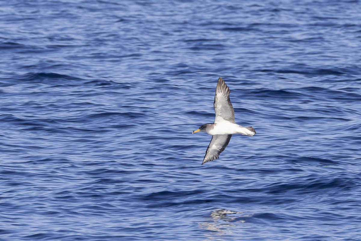Cory's Shearwater - ML644740607