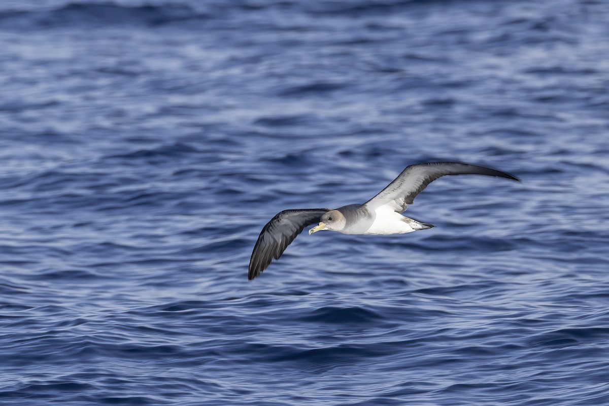 Cory's Shearwater - ML644740608