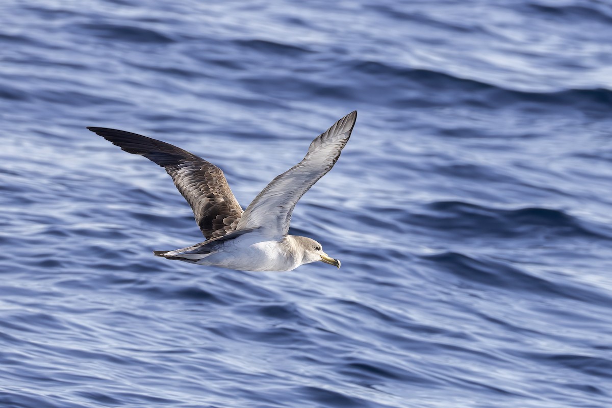 Cory's Shearwater - ML644740609