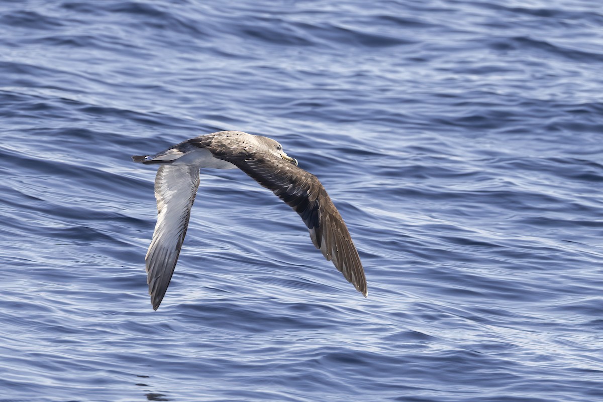 Cory's Shearwater - ML644740610