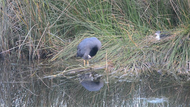 Folaga - ML644740620