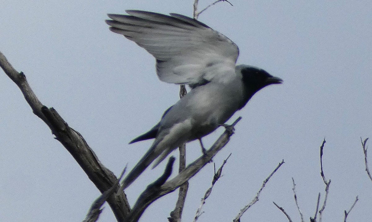 Black-faced Cuckooshrike - ML644740629