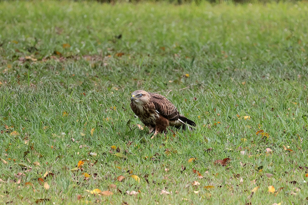 Buse variable - ML644740631