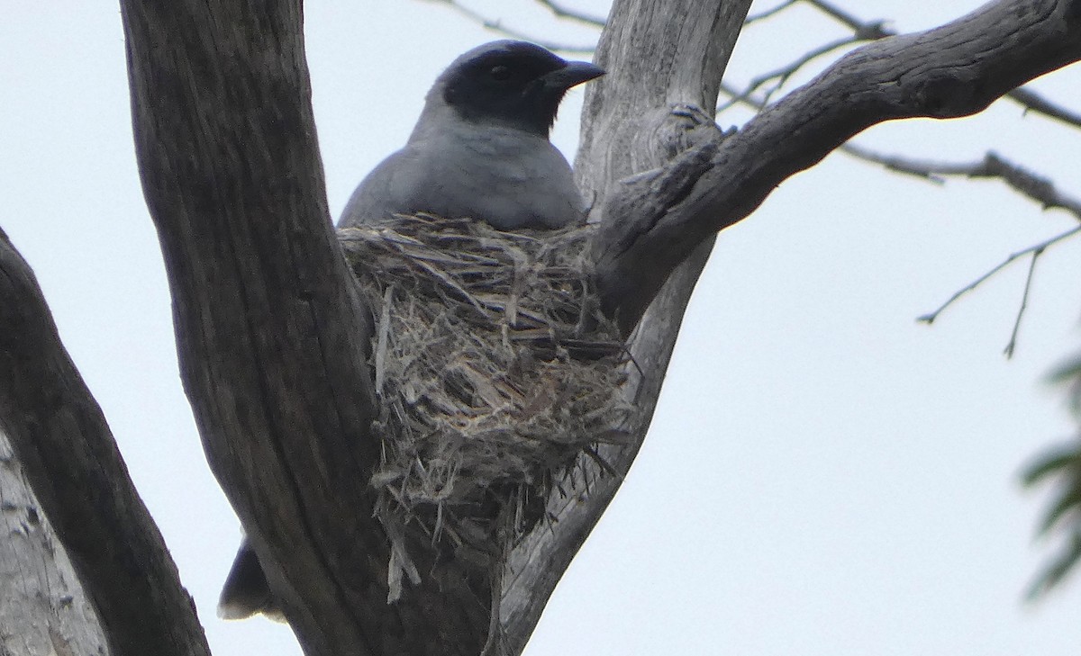 Black-faced Cuckooshrike - ML644740635