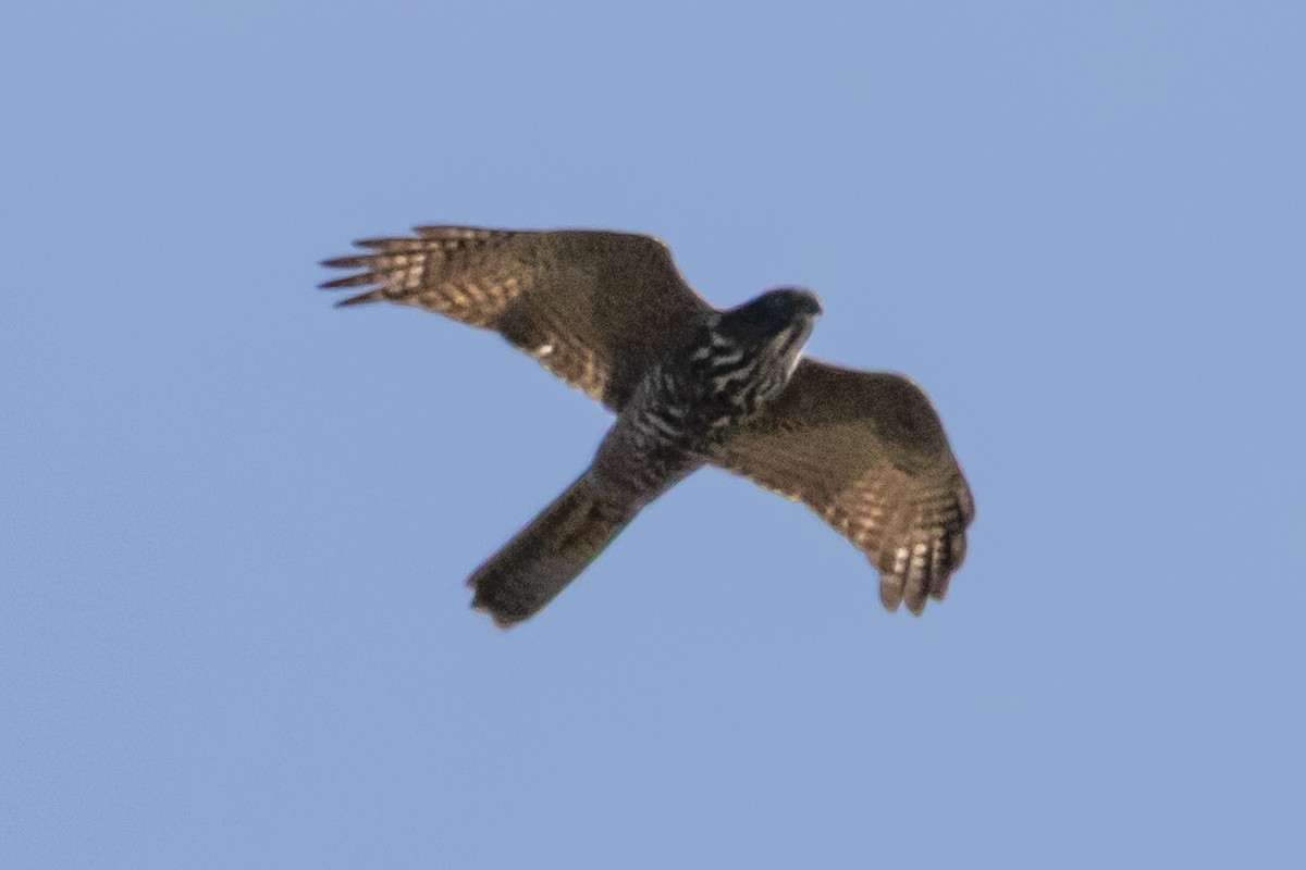 アカハラオオタカ - ML644740640